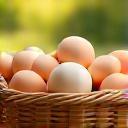 Symbol für regionale Frische: sonnengereifte Eier in einem Korb